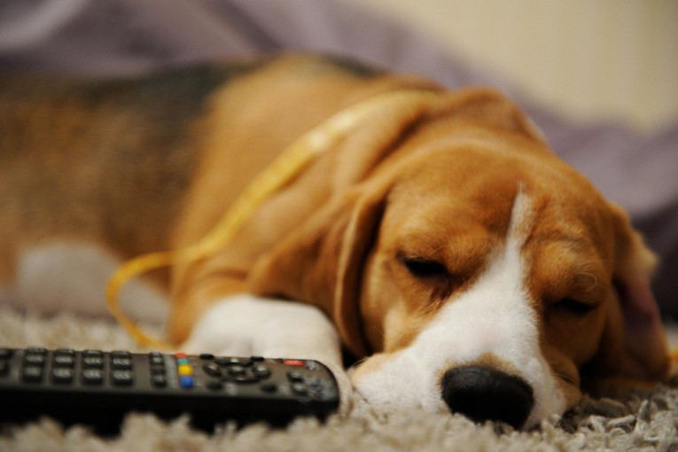 Svog psa nestalog pre dve godine slučajno ugledao na televiziji (VIDEO)