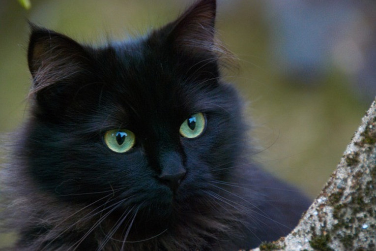 Danas je Svetski dan crnih mačaka: Žrtve predrasuda koje su vekovima nepravedno izopštavane