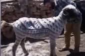 Kad mogu psi, što ne bi i druge životinje: Koze i kamile sa neobičnim frizurama (VIDEO)