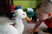 Nerazdvojni prijatelji od rođenja: Dečak i njegova patka sve rade zajedno (FOTO/VIDEO)