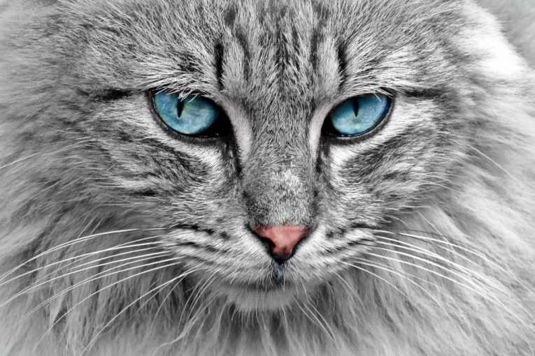 Šest najbizarnijih ponašanja mačaka: Zašto naši krzneni ljubimci to rade