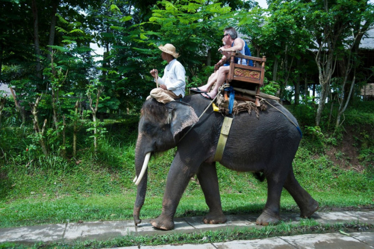 Novi zakon: Zabranjeno jahanje slonova u pijanom stanju