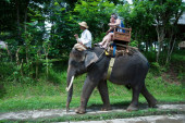 Novi zakon: Zabranjeno jahanje slonova u pijanom stanju