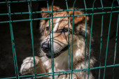 Pobili pse koje su volonteri hteli da odvedu u sklonište i to zbog korone: Slučaj koji je zgrozio Australiju
