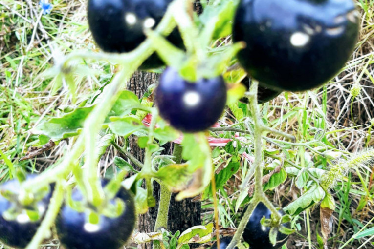 Crni paradajz rađa u selima oko Topole: Plodovi su malih dimenzija, ali fantastičnog ukusa (FOTO)
