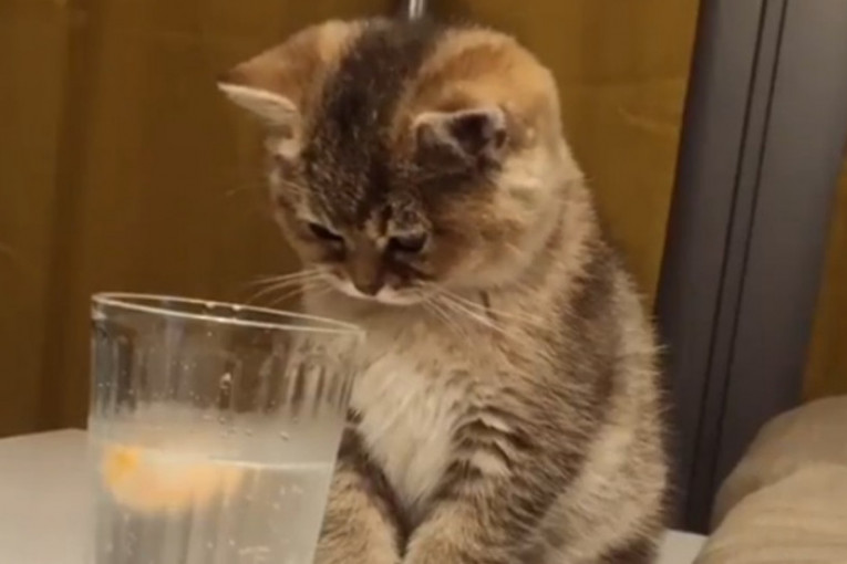 Radoznala maca rešila da proba kiselu vodu: A onda su joj nosić dotakli mehurići (VIDEO)