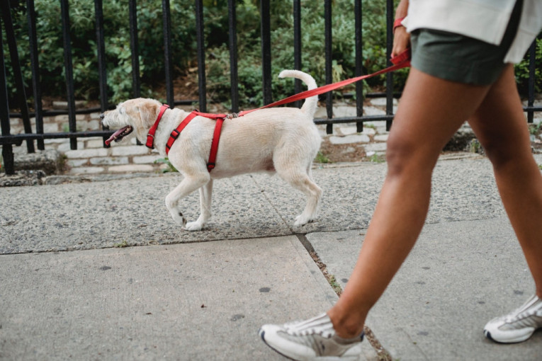 Ne misle da je skupo i glupo: Tel Aviv će testirati DNK iz izmeta psa kako bi kaznio nesavesne vlasnike