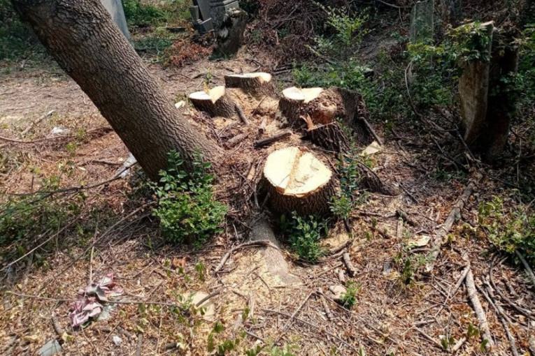 Nepoznati počinioci sekli drva na groblju kod Topole, a granje bacali na spomenike (FOTO)