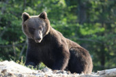 Uhvaćen! Ovo je Žarko, treći markirani medved na Jadovniku: Njegovo kretanje pratiće se naredne tri godine  (FOTO)