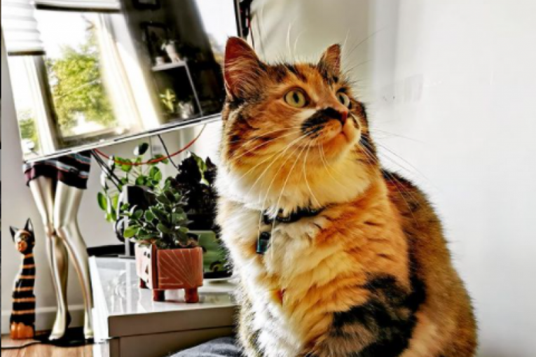 Zbog neobičnog krzna mačka Fiona ima hiljade pratilaca na internetu