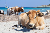 Kad se krave naljute: Oterale turiste sa omiljene plaže gde se one baškare (VIDEO)
