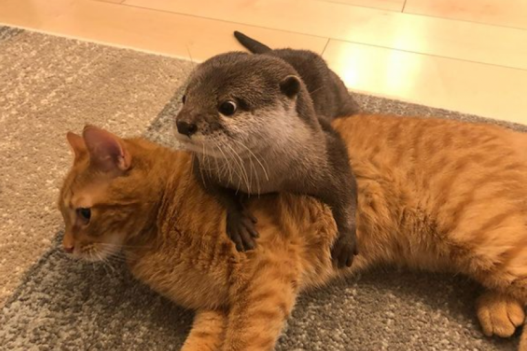 Retko i simpatično prijateljstvo: Preslatka vidra i mačak postali su nerazdvojni prijatelji (VIDEO)