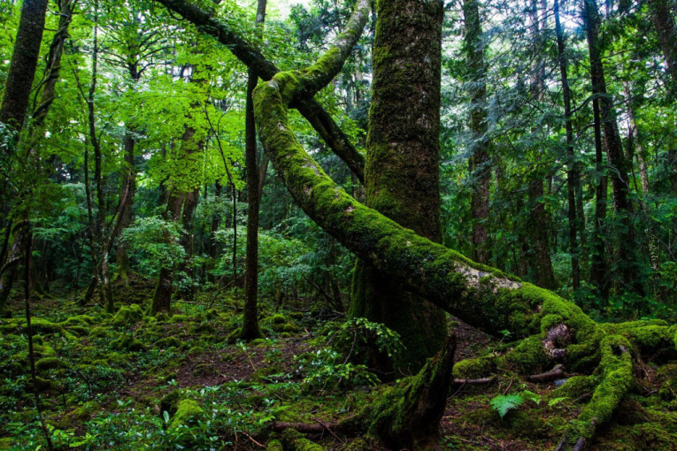 Tragična reputacija prelepe šume u ​​senci planine Fudži