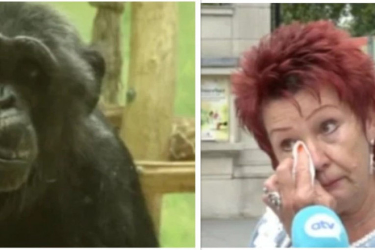 Bizarno: Ženi zabranili da dolazi u zoo-vrt zbog "afere" koju godinama ima sa šimpanzom