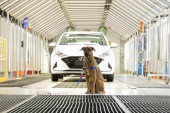 Pas lutalica dobio posao u auto-salonu u koji je svraćao svakoga dana