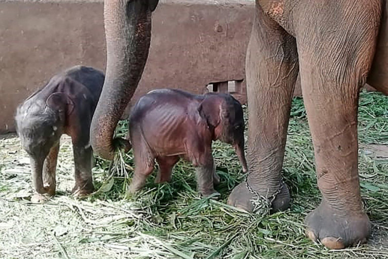 Da se rastopite od slatkoće: Rođeni slonovi blizanci (VIDEO)
