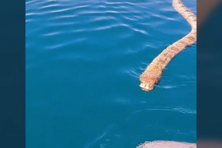 Susret sa morskom nemani nasred okeana: Pogledajte dramatičan snimak džinovske zverke (VIDEO)