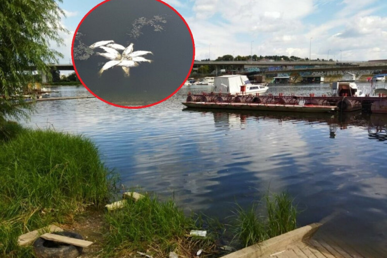 Smrada nema, ali mrtve ribe plutaju: Da li je Čukarički rukavac opet zagađen? (FOTO)