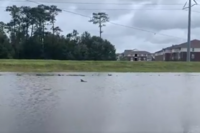 Posle razornih poplava stigli i delfini: Porodica u Luizijani snimila neobičan prizor (VIDEO)