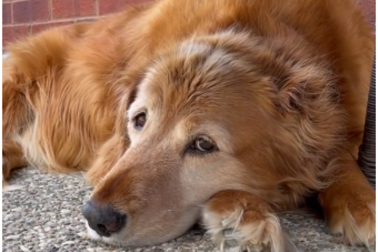 Odlazak dece na studije ne pada teško samo roditeljima: Pogledajte reakcije njihovih pasa (VIDEO)