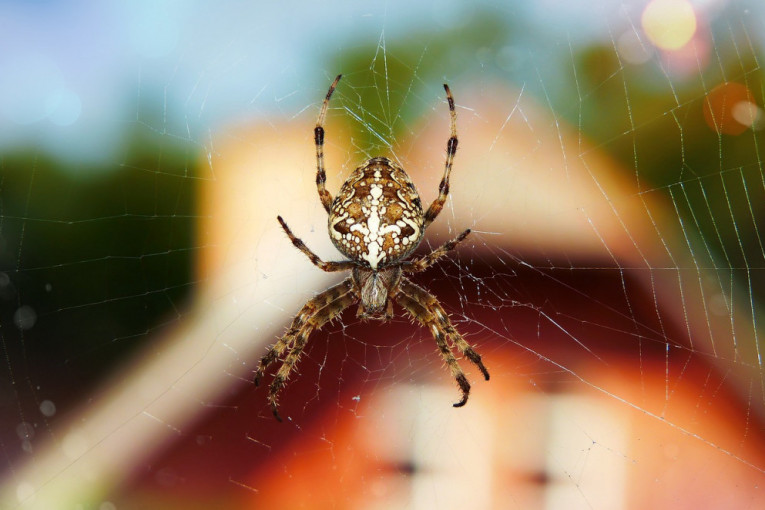 Isprobajte tri jednostavna trika kojima možete sprečiti da vam paukovi ulaze u dom