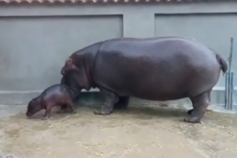 Lepa vest stiže iz Beo zoo vrta: Na svet došla beba nilskog konja, ne odvaja se od mame (VIDEO)