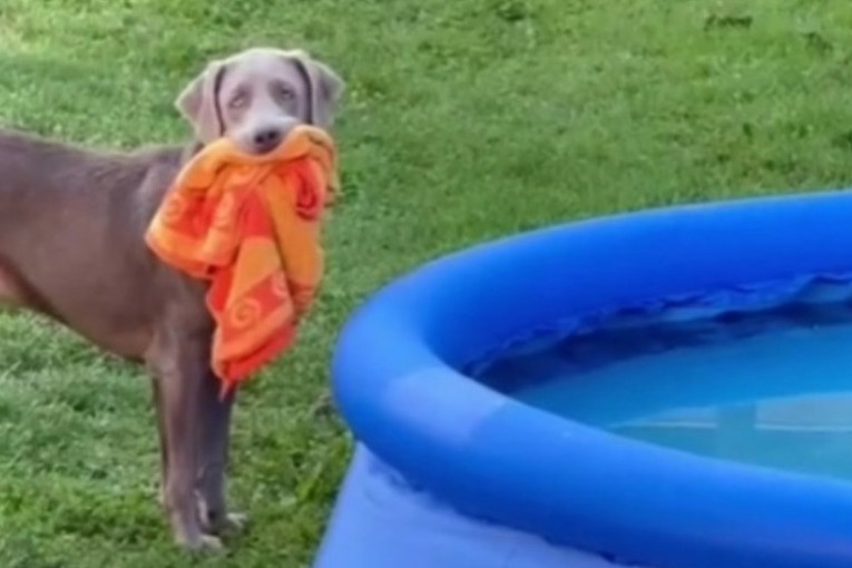 Vlasnica nije dala psu da se kupa u dečijem bazenu, njegova reakcija nasmejala mnoge (VIDEO)