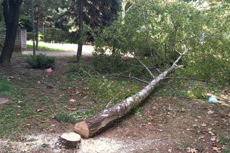 Vandalizam: Nepoznati počinioci isekli zdravo stablo breze na Novom Beogradu