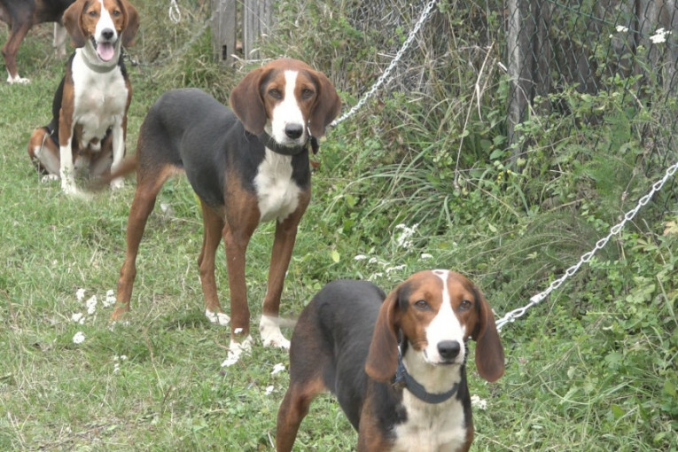 Autohtoni psi koji odolevaju zubu vremena: Ovi trobojni srpski goniči oduševili su čak i Džordž Buša (FOTO)