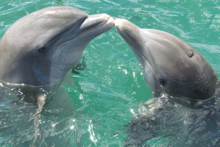 Njihovoj porodici pripadaju i kitovi ubice: Delfini, inteligentna bića koja sama sebi daju imena