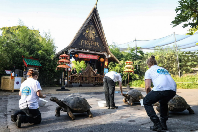 Trka kornjača sa Galapagosa: Pobedu je odnela Poli koja je prva došla do cilja (VIDEO)