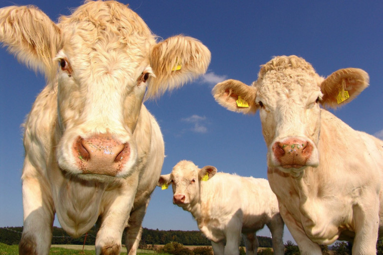 Istraživači naučili krave da koriste toalet! (VIDEO)