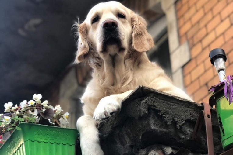 Pas koji sedi na balkonu u jednom poljskom gradu veća turistička atrakcija od „Luvra“ i Kipa slobode