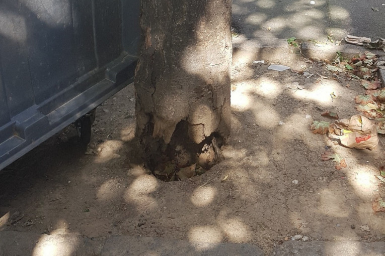 Nova seča stabla na Vračaru: Uklanja se truli javor u Nebojšinoj