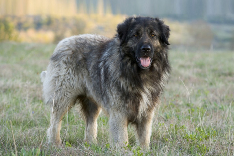 Koban bio ugriz za vrat, a u dvorištu bilo puno krvi: Stigli rezultati obdukcije žene koju je rastrgao šarplaninac!
