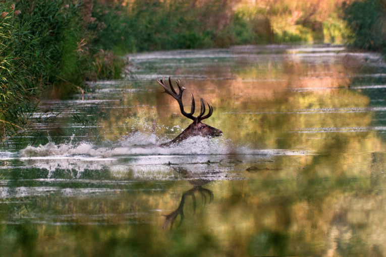 Rezervat biosfere „Mura-Drava-Dunav“ u pet država upisan na listu Uneska