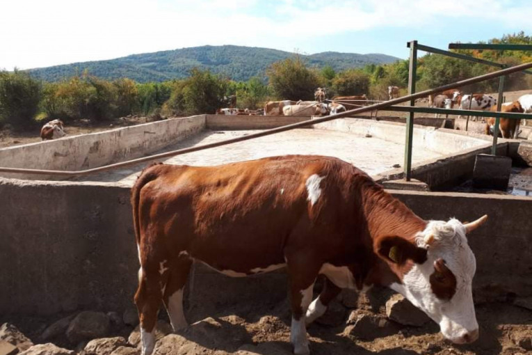 Nađeno rešenje za 1.000 žednih krava i konja na Suvoj planini, voda sutra opet u pojilima (FOTO)
