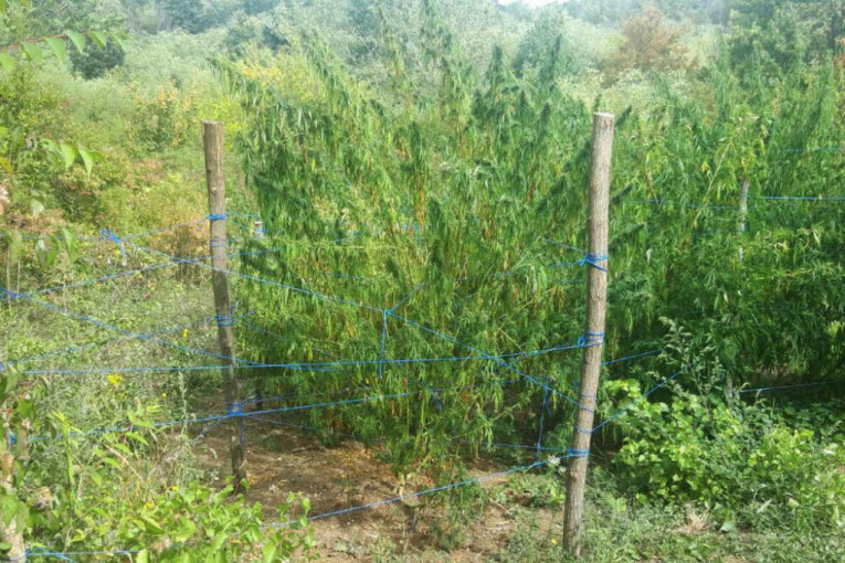 Otkrivena plantaža marihuane na Staroj planini: Policija zaplenila 28 kilograma droge i uhapsila četvoročlanu kriminalnu grupu!