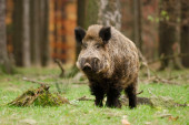 Invazija divljih svinja u Hrvatskoj: Upale na groblje i načinile ogromnu štetu