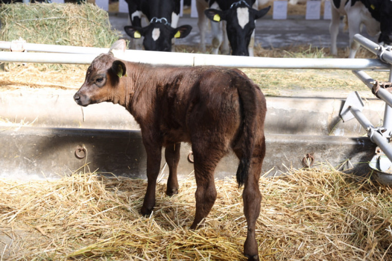 Stočari požurite, ističe rok po javnom poziv za subvencije za krave