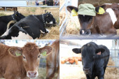 Kako do kvalitetne šnicle: Šta sve boli srpsko govedarstvo videlo se na Sajmu poljoprivrede