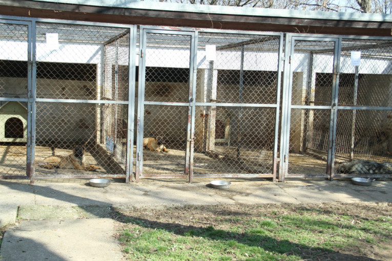 Ovo je pas koji je čuvao Aleksandra Vučića: I sada traži porodicu koja će ga udomiti (FOTO)