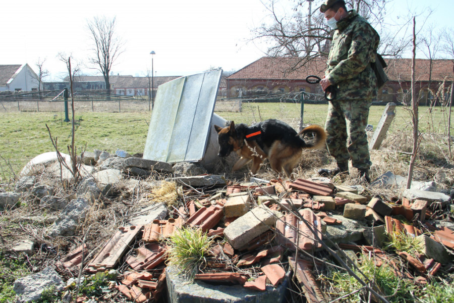 Ovo je pas koji je čuvao Aleksandra Vučića: I sada traži porodicu koja će ga udomiti (FOTO)