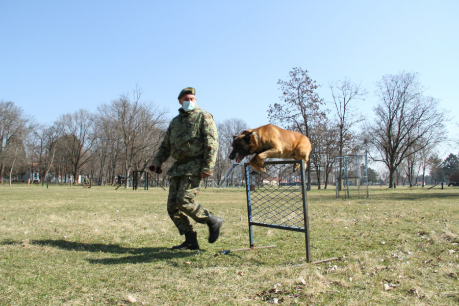 Ovo je pas koji je čuvao Aleksandra Vučića: I sada traži porodicu koja će ga udomiti (FOTO)