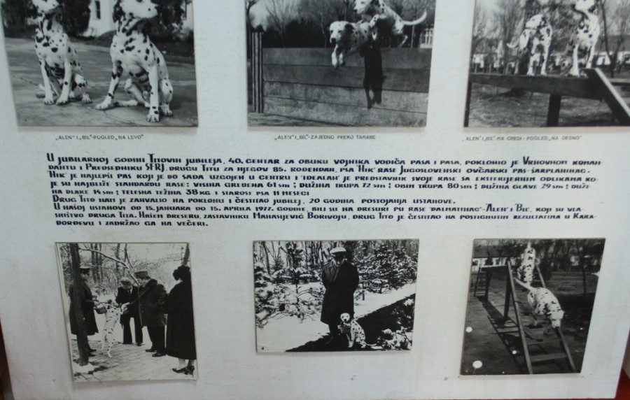 Ovo je pas koji je čuvao Aleksandra Vučića: I sada traži porodicu koja će ga udomiti (FOTO)