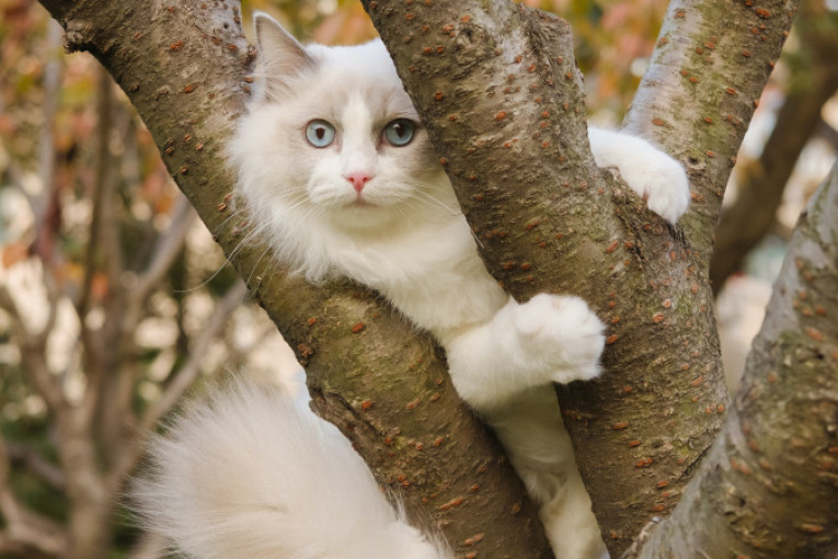 Ove situacije mogu isprepadati vašeg kućnog ljubimca, a to možda nikad ne biste ni pomislili