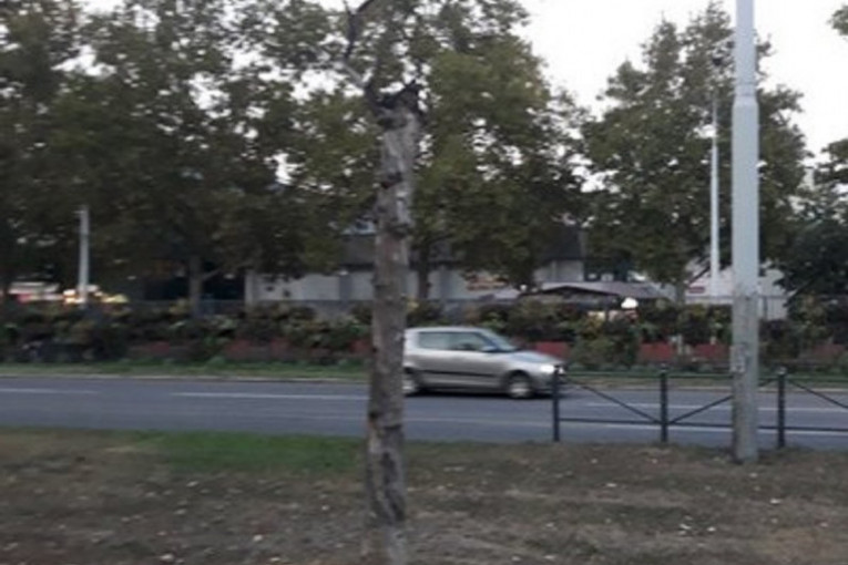 Najavljena seča stabala preko puta Starog Merkatora: Suvi platan biće uklonjen