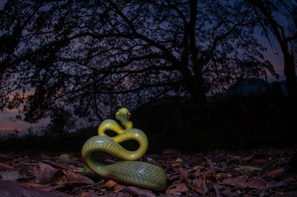 Kako je kobra postala oružje za ubistvo: Slučaj pun preokreta zapanjio ceo svet