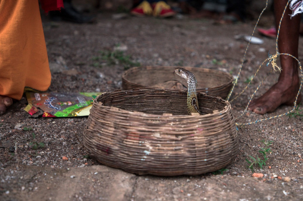 Indija krije pravi masakr: Godišnje im zbog ovih opasnih stvorenja umre 60.000 ljudi, ali se zataškava