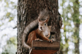 Vredna veverica je za četiri dana sakupila 70 kilograma oraha i sakrila ih u „ševroletu“
